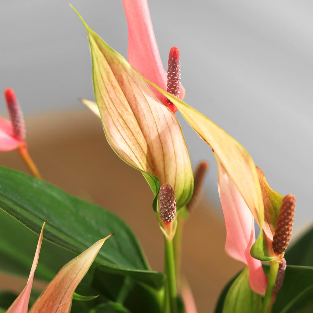 The Lily Anthurium | Anthurium Lilli | Bloom & Wild