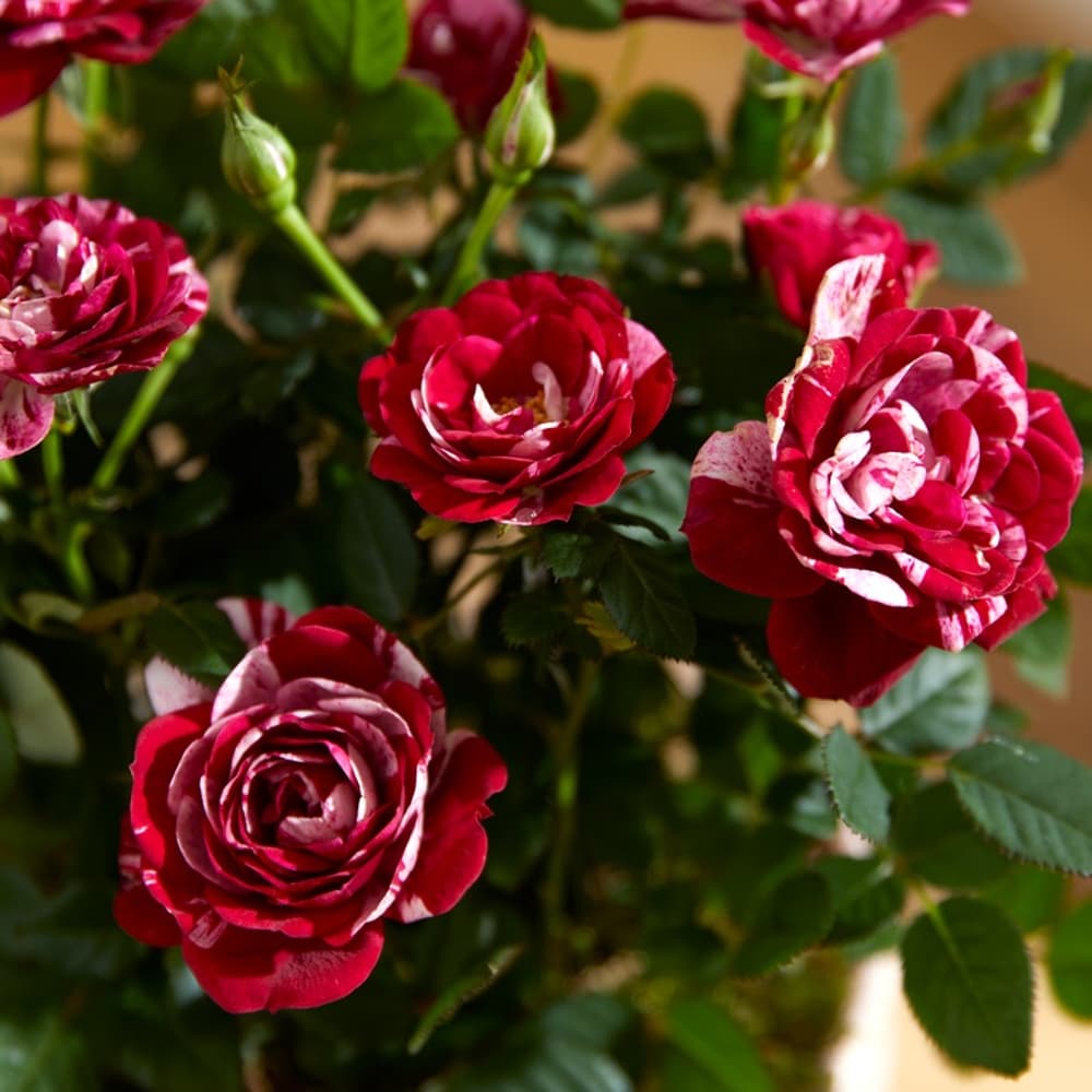 Perfectmatch Roses The Marble Rose & Perfect Match Biscuit | Plant & Gift | Bloom & Wild