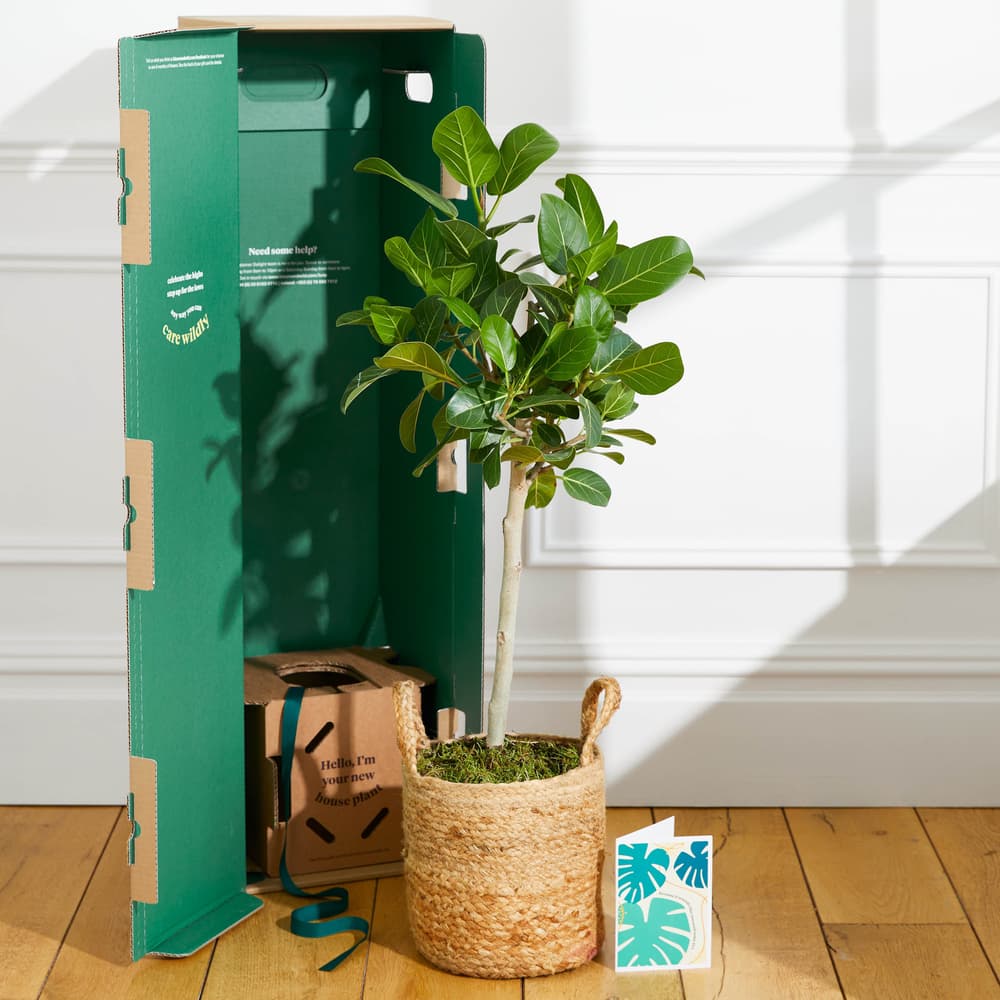 rubber fig indoor plants 6p! Ficus e Tineke Bush / Variegated RubberTree /Tropical
