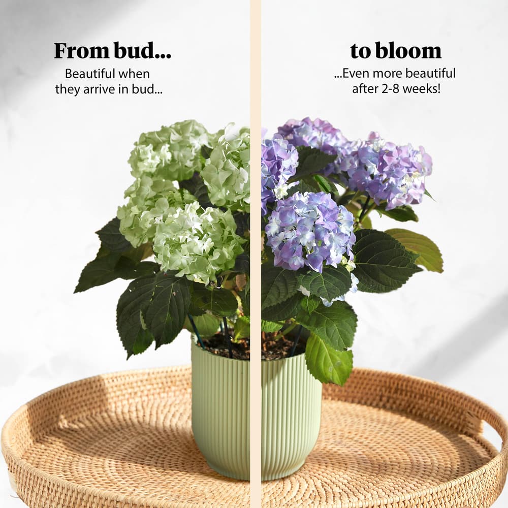 The Blue Hydrangea | House Plants | Bloom & Wild