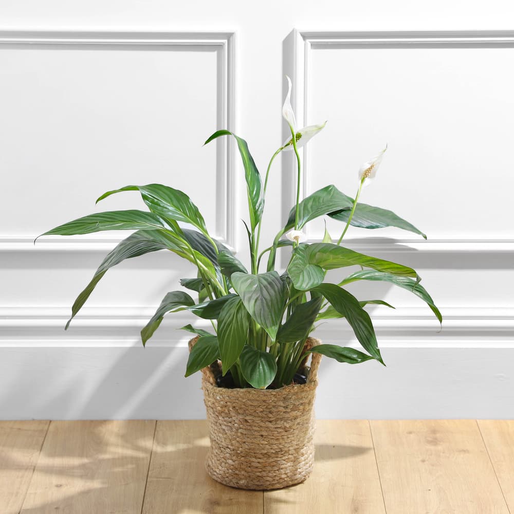 black coral snake plant for sale Black Coral