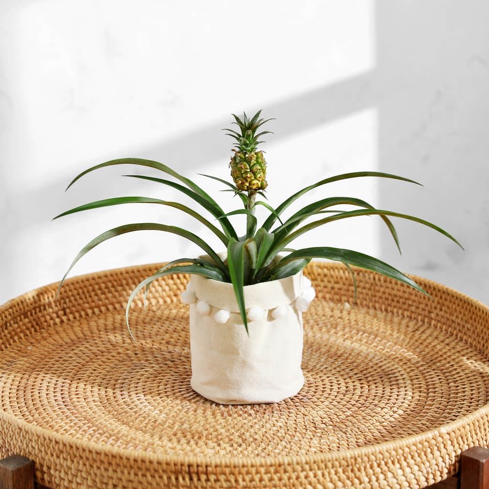 6 snake plant Snake Plant Zeylanica - Medium (16-17" tall) Grow Pot