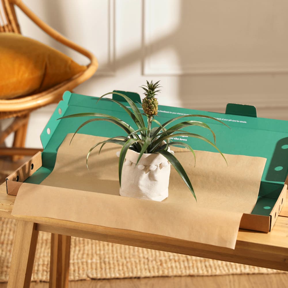 succulent planter large DIY Succulent Kit