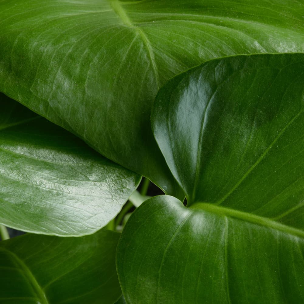 The Monstera | House Plants | Bloom & Wild