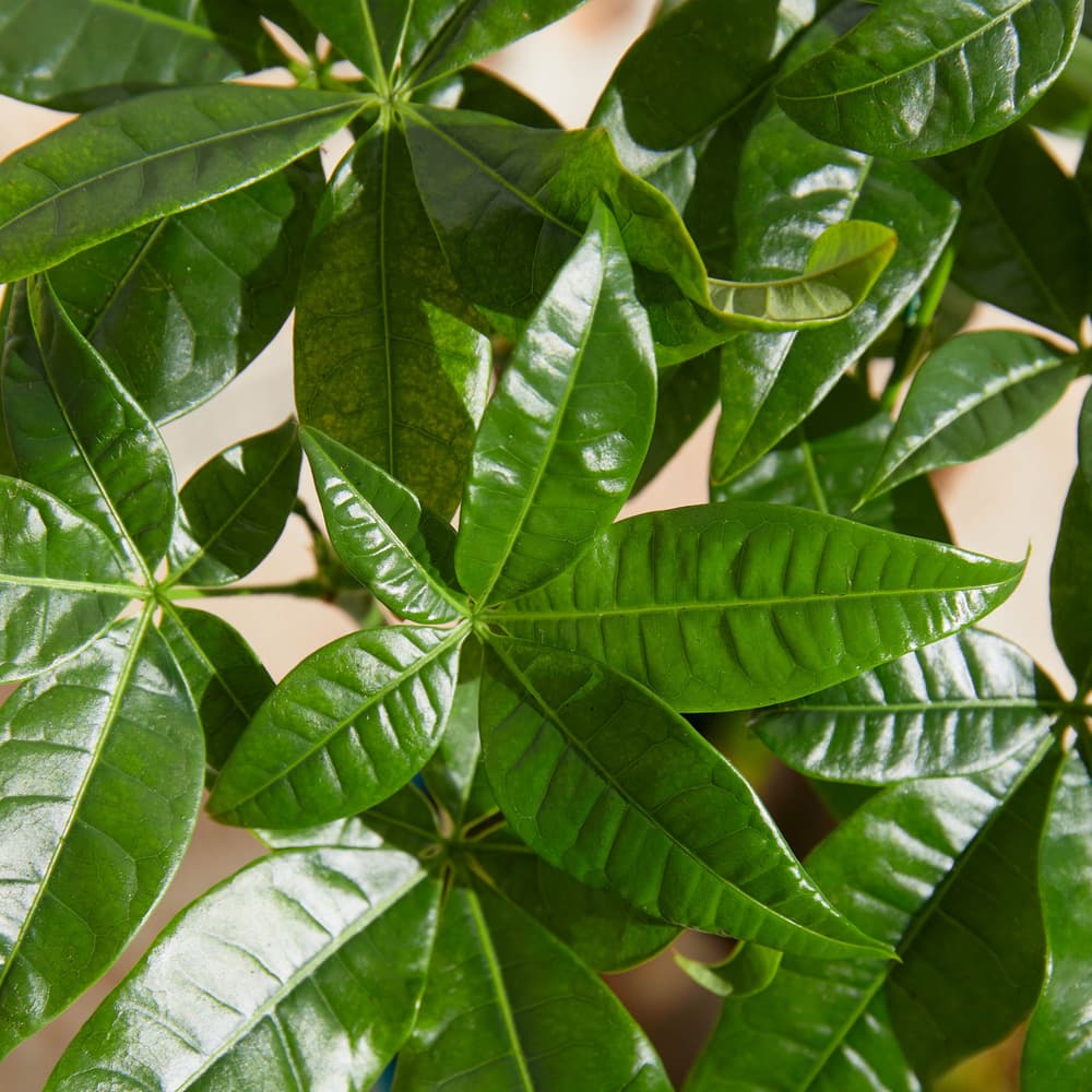 The Pachira Money Tree | Pachira aquatica | Bloom & Wild