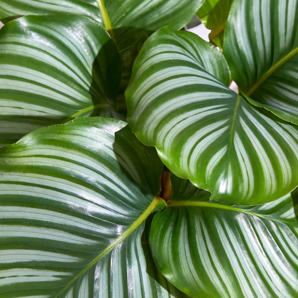 The Peacock Calathea | Calathea Orbifolia | Bloom & Wild