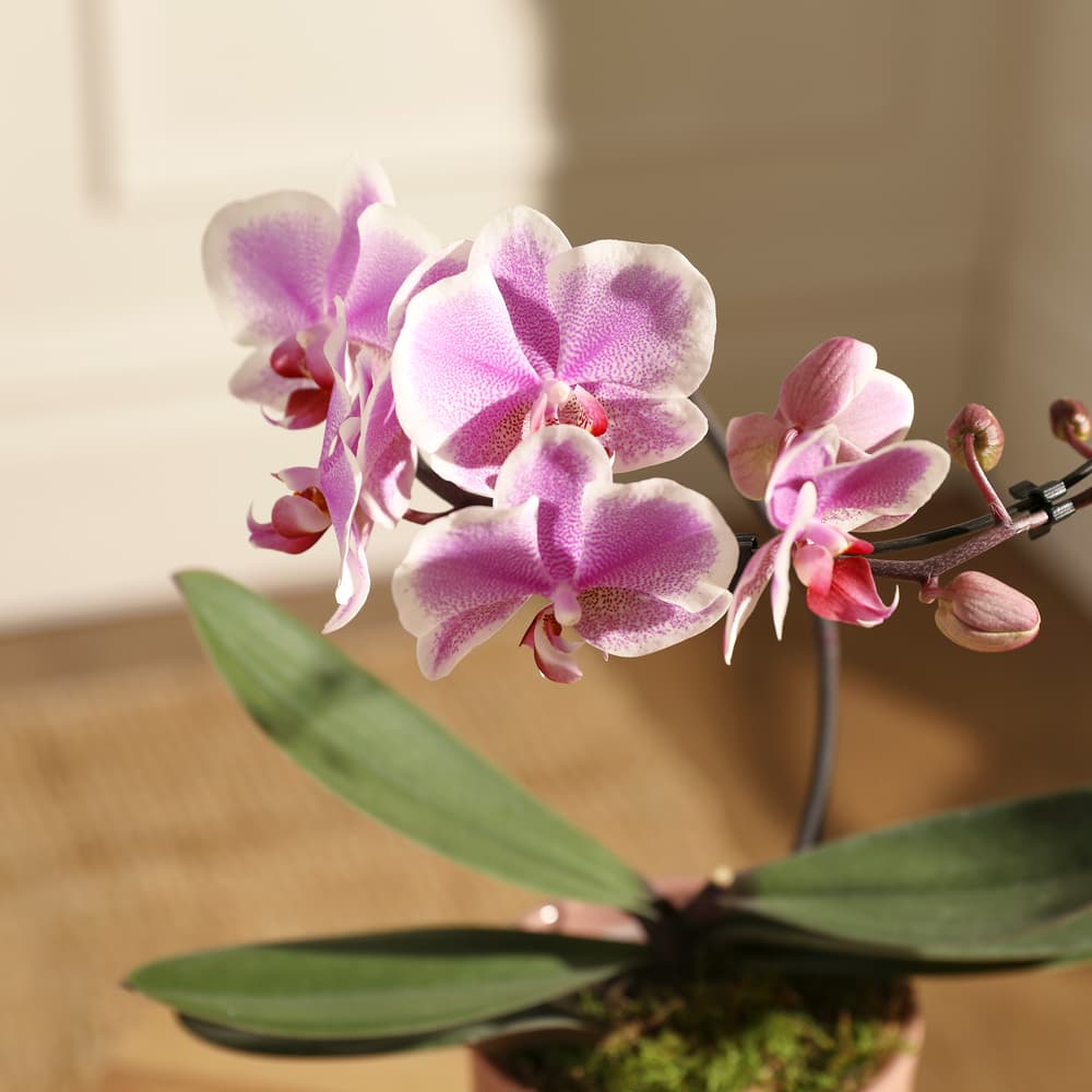 The Grown with Care Bundle | Plant & Gift | Bloom & Wild