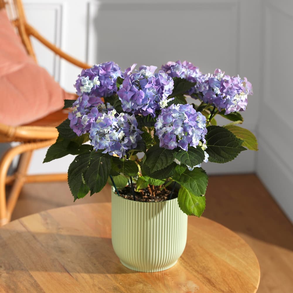 The Blue Hydrangea | House Plants | Bloom & Wild