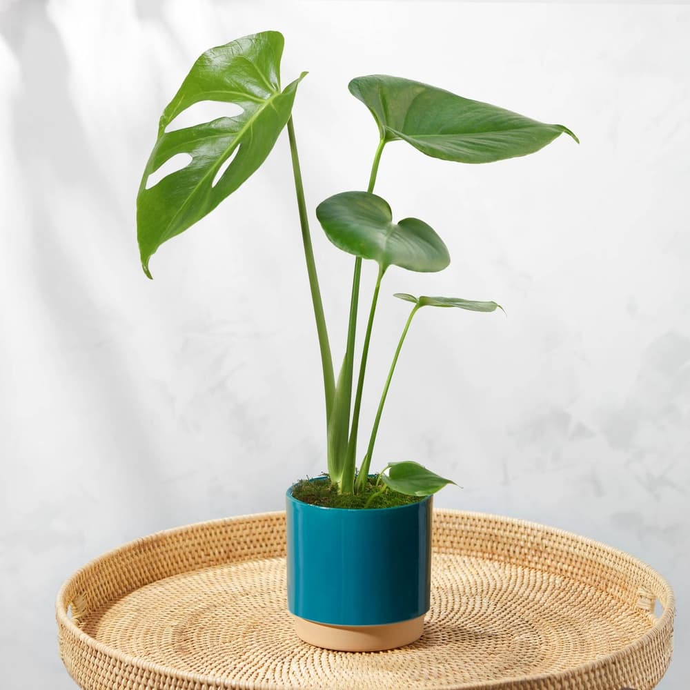 The Monstera | House Plants | Bloom & Wild