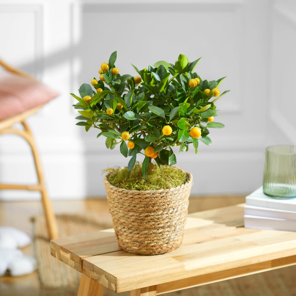 The Orange Tree | House Plants | Bloom & Wild