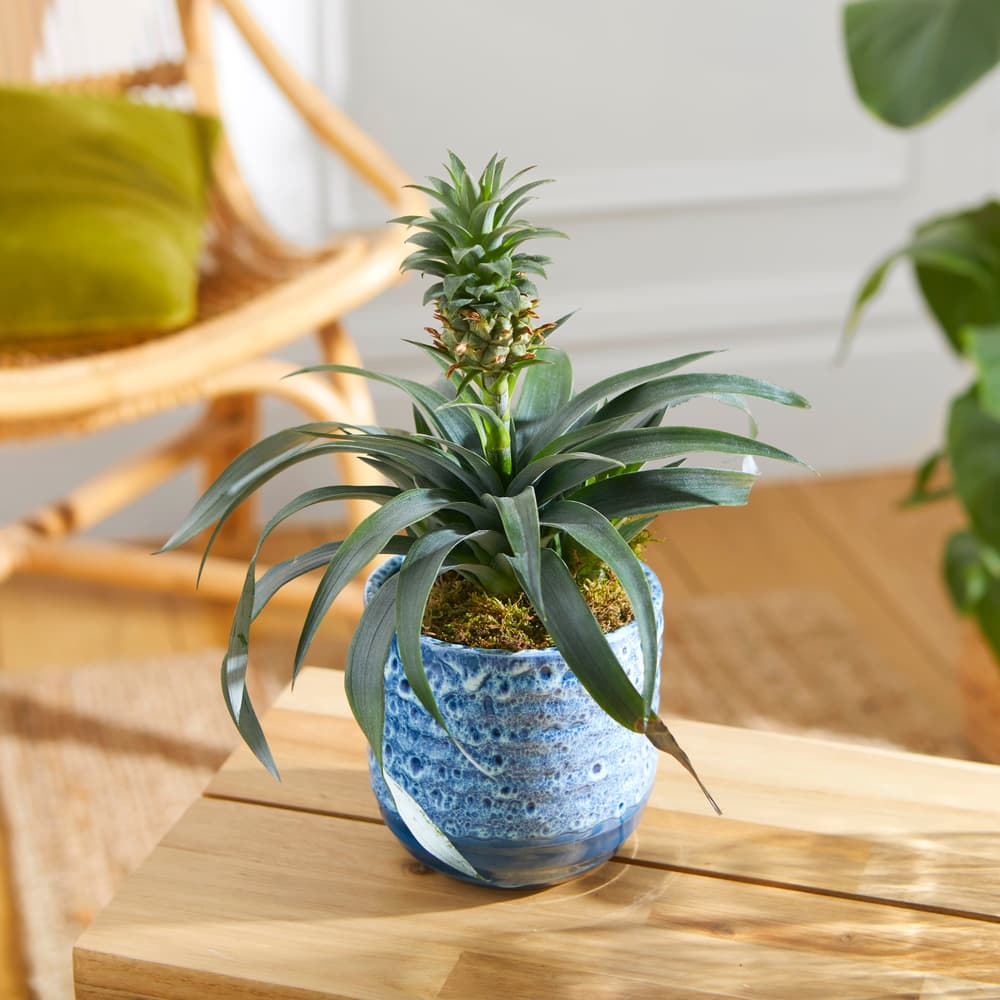 succulent wood planter Mini Sarape Planter w/ Succulent main image 1