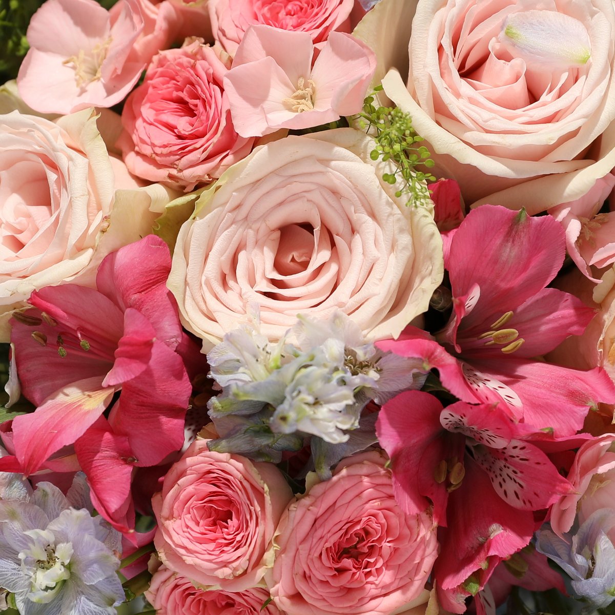 The Charlotte | Hand-tied flowers | Bloom & Wild