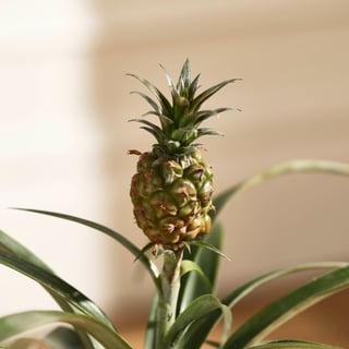 The Letterbox Pineapple Plant