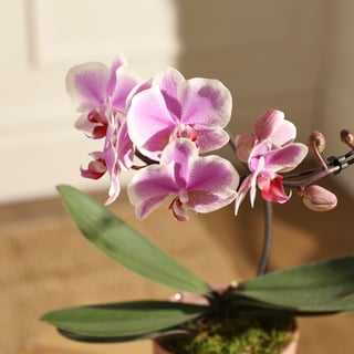 The Grown with Care Bundle | Plant & Gift | Bloom & Wild
