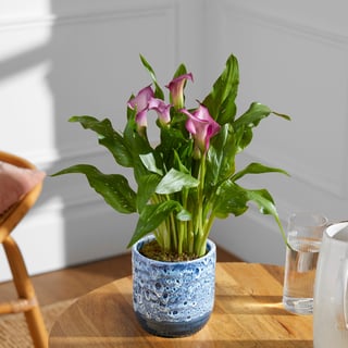 The Calla Lily | House Plants | Bloom & Wild