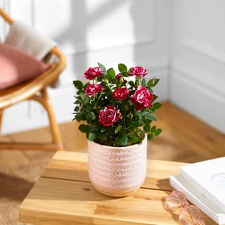 House Plants