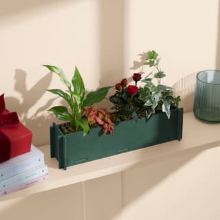 Letterbox Plants