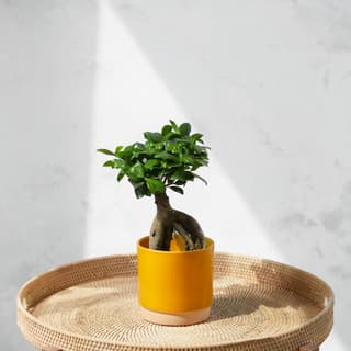 Pflanzen