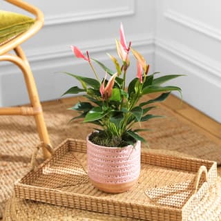 House Plants