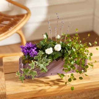 Letterbox Plants