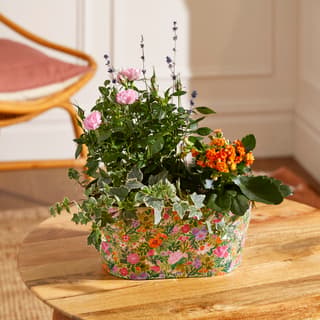 House Plants