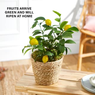 House Plants