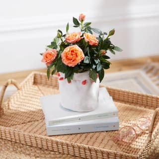 Letterbox Plants
