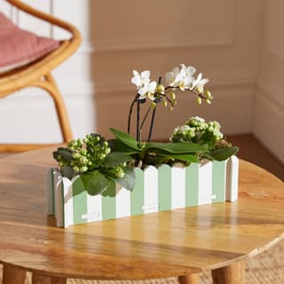 Letterbox Plants