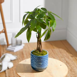 House Plants