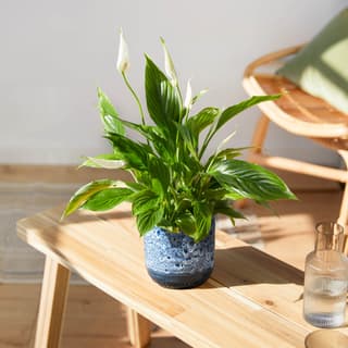 House Plants