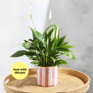 Plant & Gift