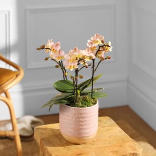 House Plants