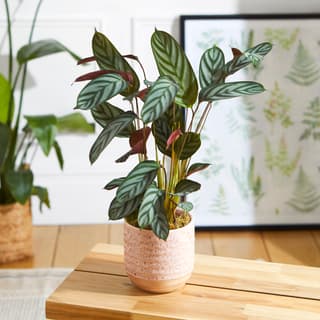 House Plants