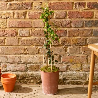 Large Plants