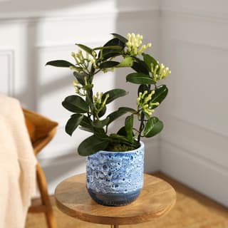 House Plants
