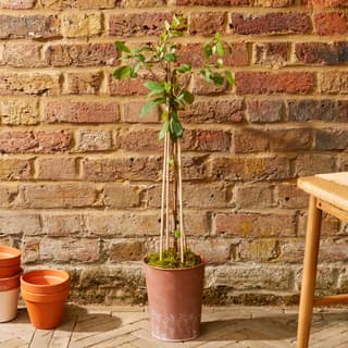 Large Plants