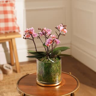 House Plants