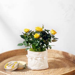 Plant & Gift