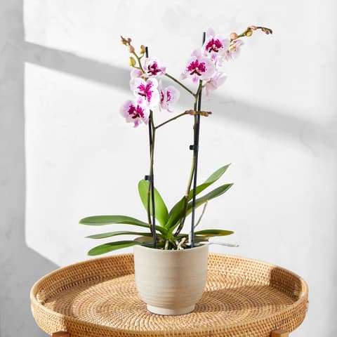 indoor bulb plants Just Peachy Fragrant Bulb Garden main image 0
