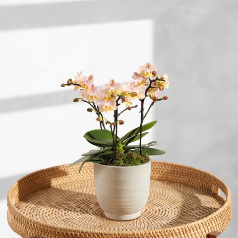 sansevieria groß kaufen SANSEVIERIA MOONSHINE online kaufen bei potflourri main image 0