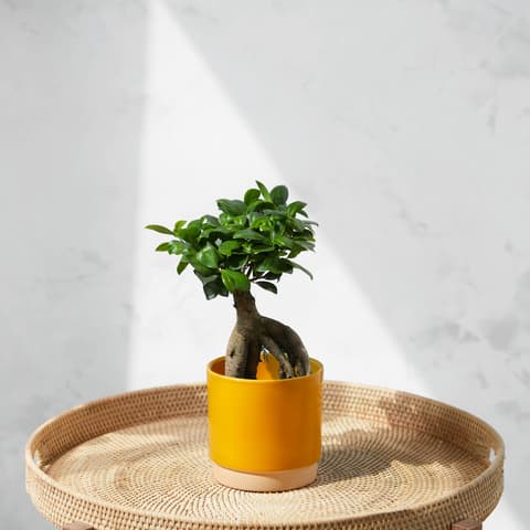 Bloom & Wild  die stilvolle Art Blumen zu schenken