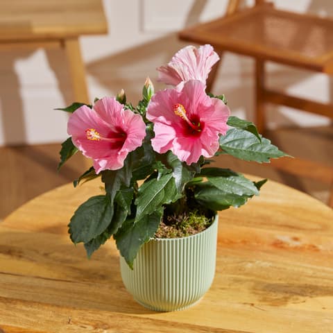 Topseller Zimmerpflanzen | Bloom & Wild